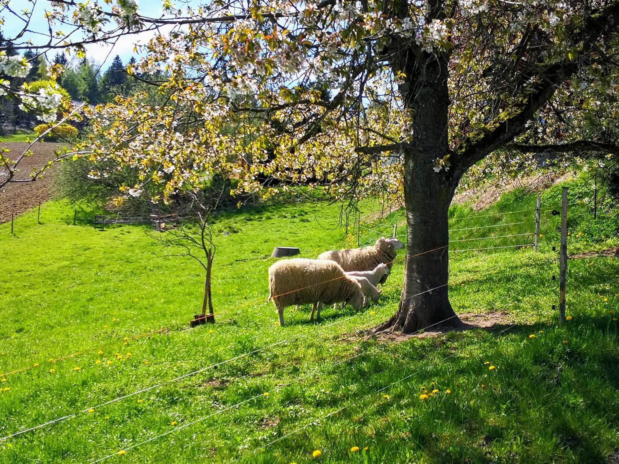 Ferienwohnungen 1 Bis 4 "Pumphut'S Scheune" Lengenfeld  Exterior foto