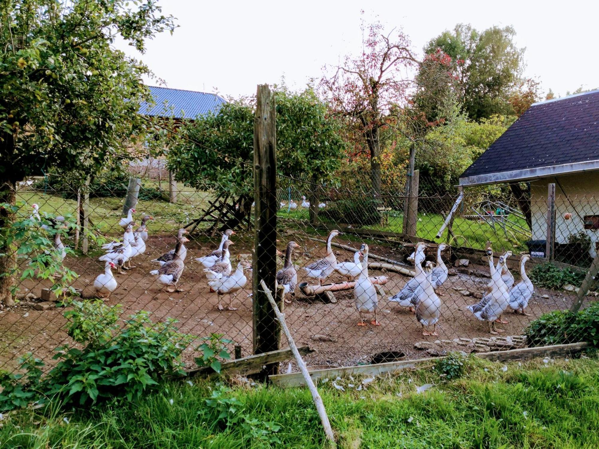 Ferienwohnungen 1 Bis 4 "Pumphut'S Scheune" Lengenfeld  Exterior foto
